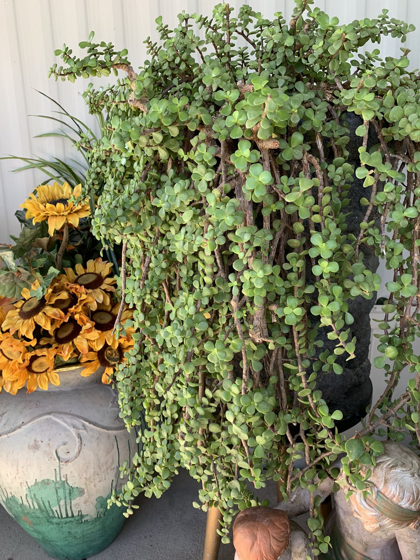 Planta de Abundancia - Abundance Live Plant - 4 Inch Pot