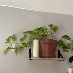LARGE MARBLE QUEEN POTHOS