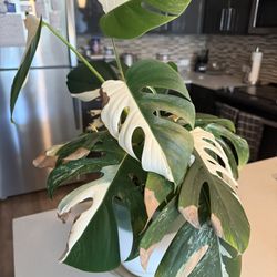 REDUCED!! Monstera Albo Plant