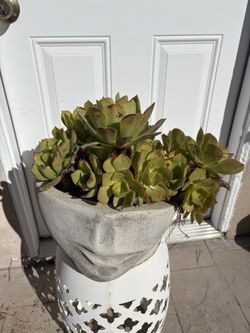 Succulents with Pot