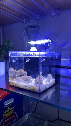 PNW 1 gallon saltwater aquarium tank