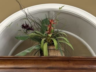 Tropical Silk Plant With Orange And Purple Bromeliads