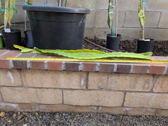 Dragon Fruit Cuttings- Bruni Variety