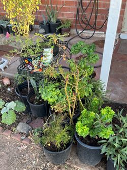 Elephant Aloe Vera Basil Moss Ross Assorted Potted Plants Collection