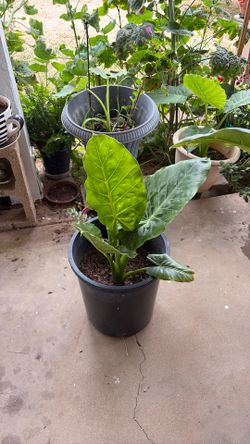 Elephant ear plant