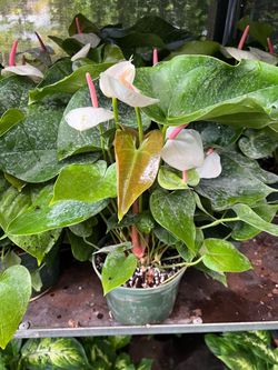 Anthurium in 6” pot. SPECIAL PRICE 🤩