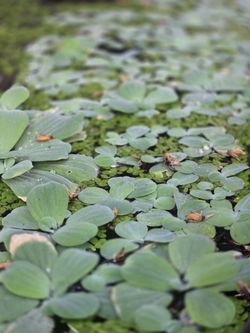 Dwarf Water Lettuce