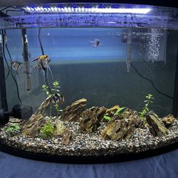 36g Tank With Filter And Led Lights
