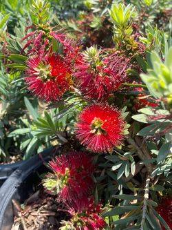John Bottlebrush