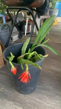 Cactus Plant Bloom Nice Flowersls 