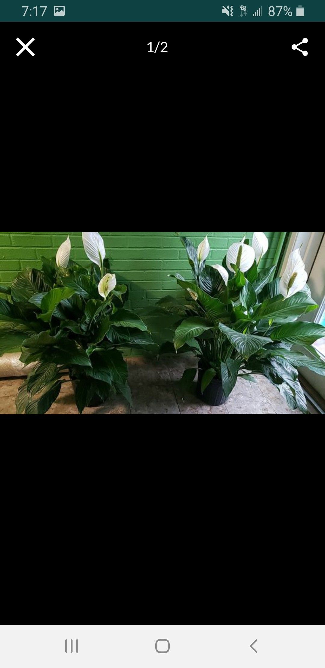 Large peace lily's