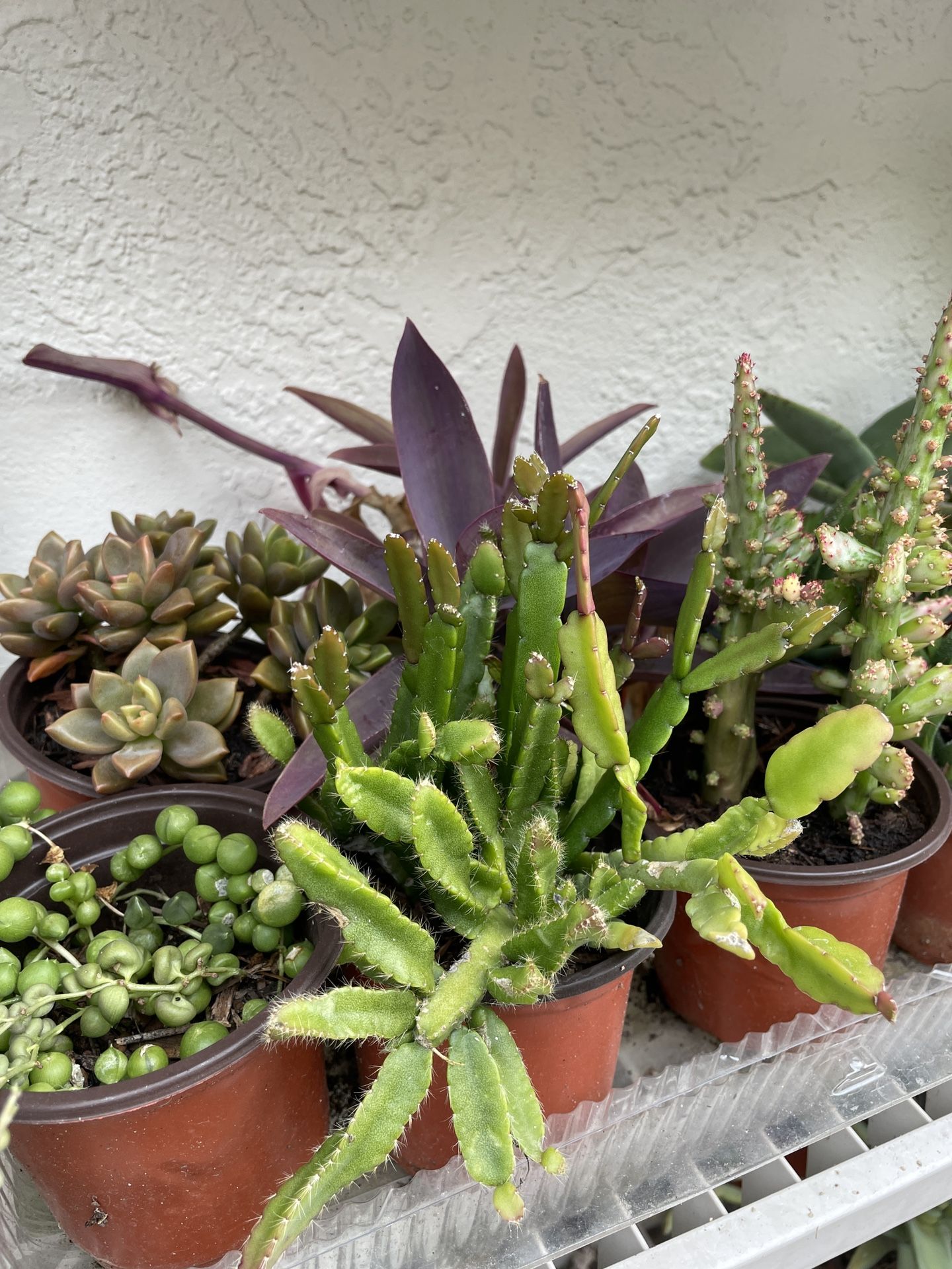 4in Pot Succulent $2 Each