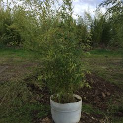 Bamboo
