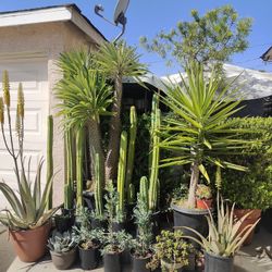 Palms, Cactus, Trees & More