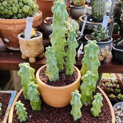 10 Boobies Cactus $170