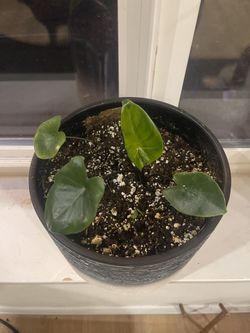 Alocasia In Pot