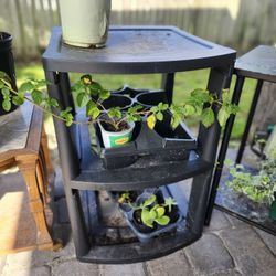 Any Two Plant Stand For $20 Any Small Plant For $2 Any Medium Plant $5