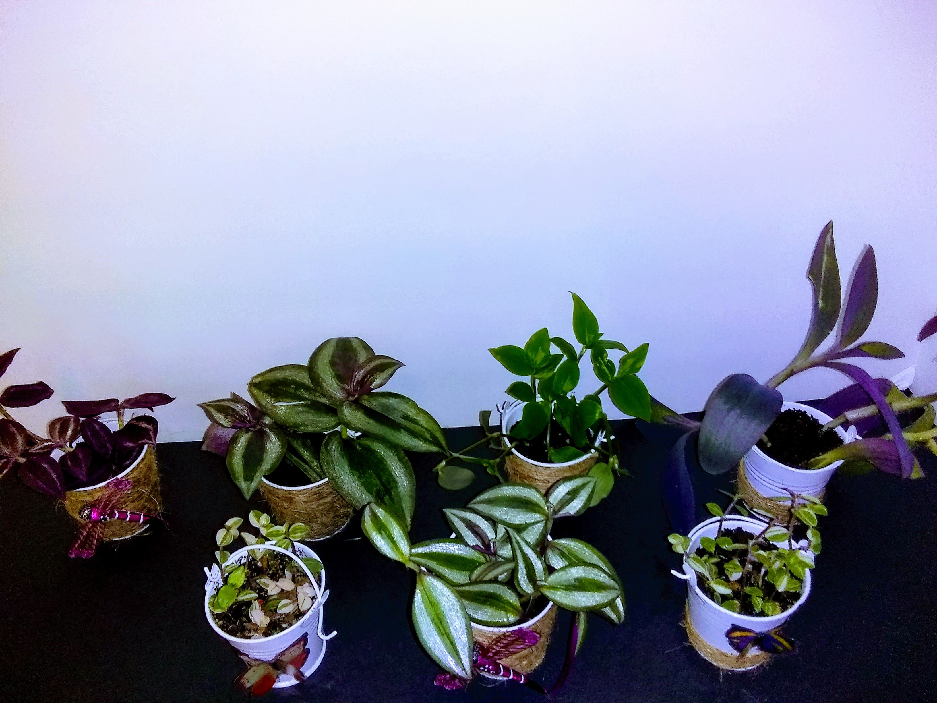Mini buckets September Special