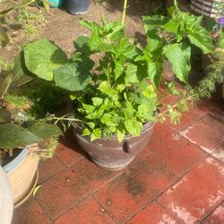 Beautiful Plant at And Pot 