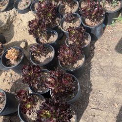 Aeonium Arboreum