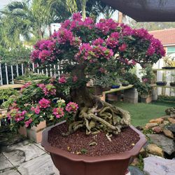 Pink Flowering Bougainvillea Bonsai Tree