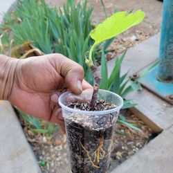 Coll De Dame Mutante 