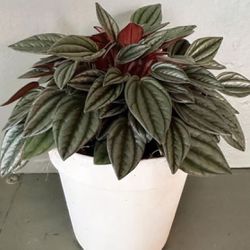 Peperomia Rosso Plant in 4” Pot