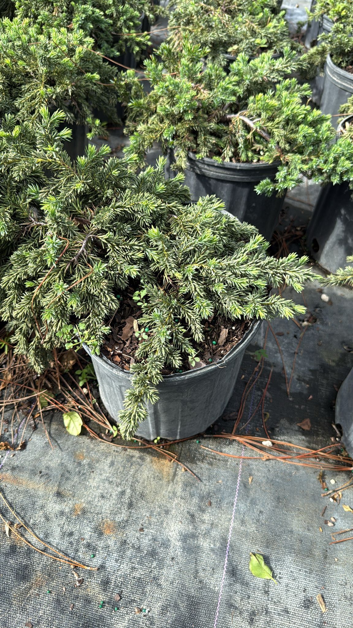 Juniper Blue Pacific - 3gl