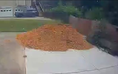 Tree Mulch ***FREE***