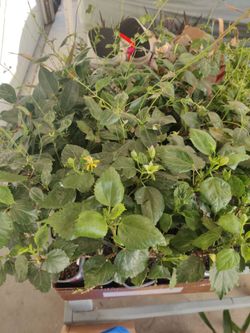 $5.00 Plant Sale! 9:30-4 Santee
