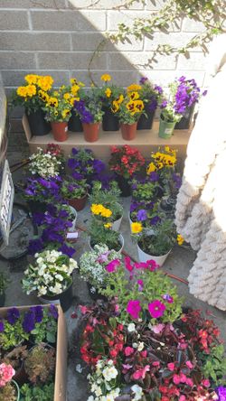 Lots Of FLOWERS 🌺 