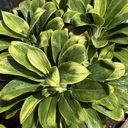 Ti Leaf Potted Plants