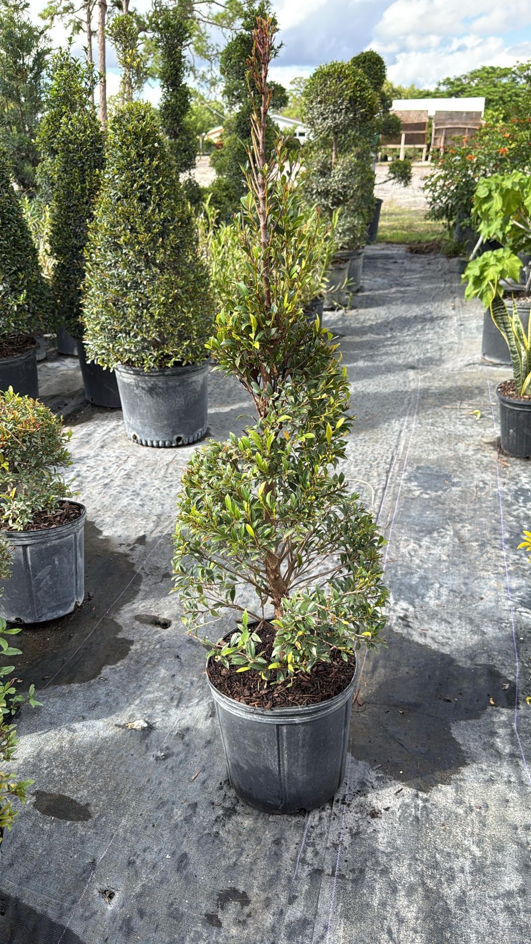 Topiary Spiral - 3gl