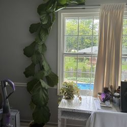 Fiddle Lead Fig Plant 