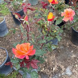 Roses