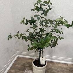 Hearth And Hand Plant 