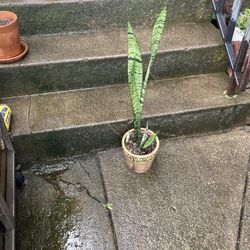Snake Plant