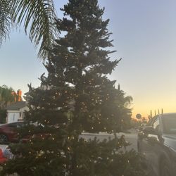 Tengo Un Arbolito De Navidad Todas Las Luces Le Prenden Es De 12 Pies$60 