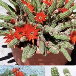 Cactus
