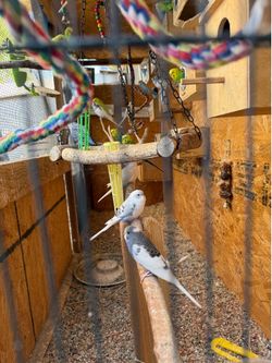 Parakeet cage