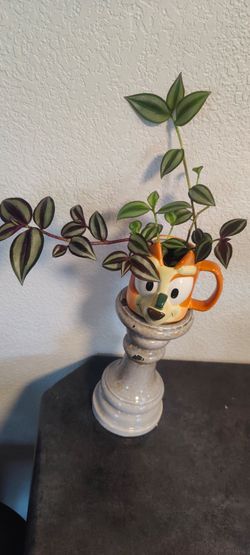 Wandering jew plants in a Bluey cup