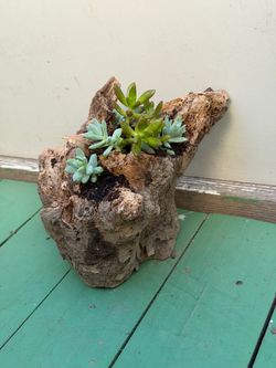 Succulents on a tree trunk