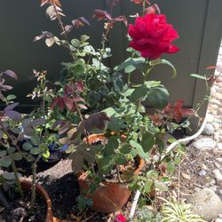 Mature Rose Bushes Plants Large Heavy Pots Flowers -