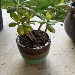 Jade Succulent 