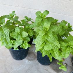 PLANTAS YERBABUENA ROMERO Y ALBAHACA RUDA LISTA PARA TRASPLANTAR