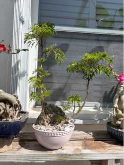 Tropical plant bonsai