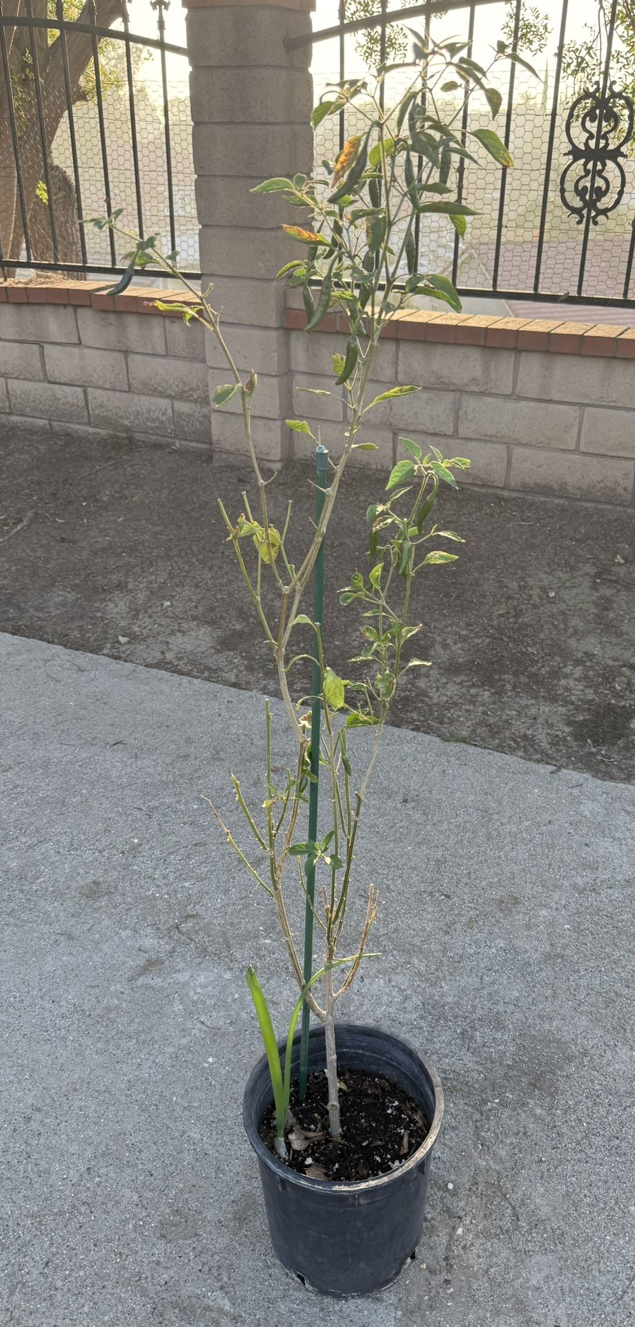 3- Gallon Thai Chili 41” Tall