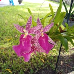 Orchid Cutting