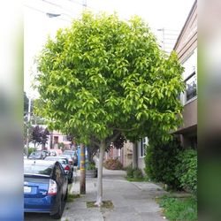 Michelle Alba Perfum Tree In 3 Gal Grafted 