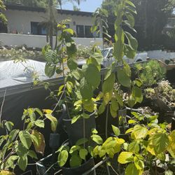 Cherimoya Tree